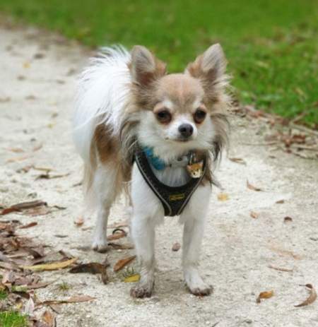 chihuahua chip2.jpg
